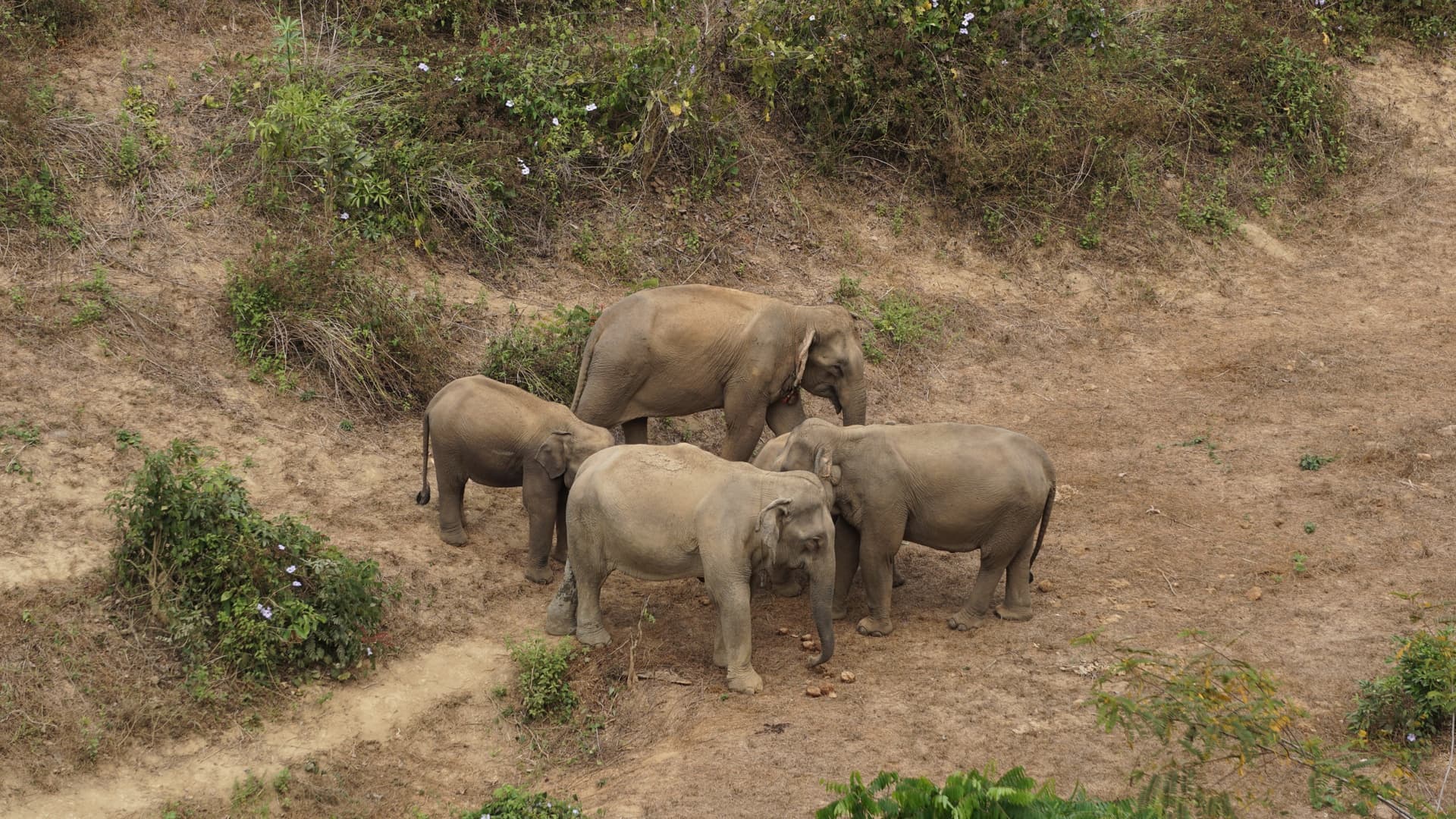 L'Elephant Conservation Center a Sayaboury