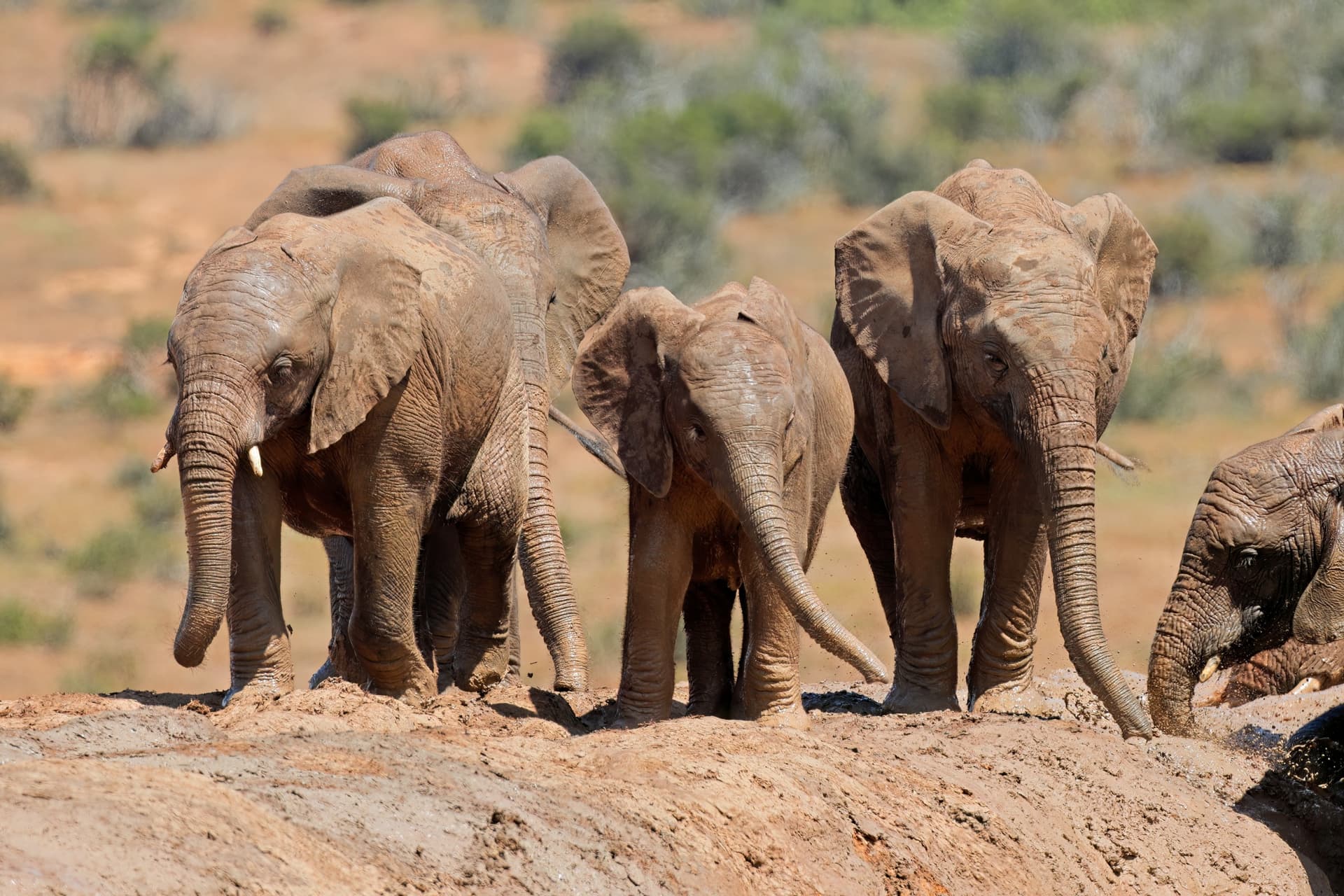 elephant laos titre